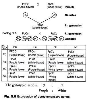 Expression of Complementary Genes