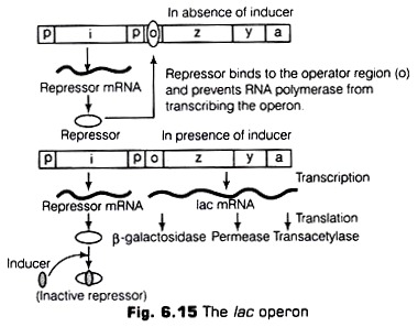 Lac Operon