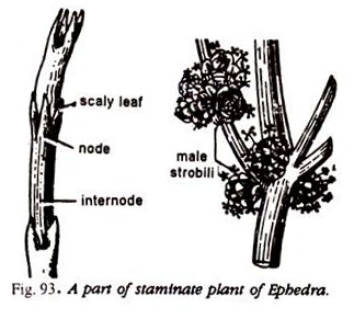 Part of Staminate Plant of Ephedra