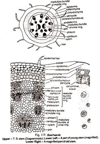 T.S. Stem, Young Stem and Amagnified Part of Old Stem