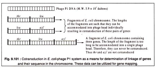 Cotransduction in E.Coli-Phage