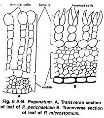 Pogonatum