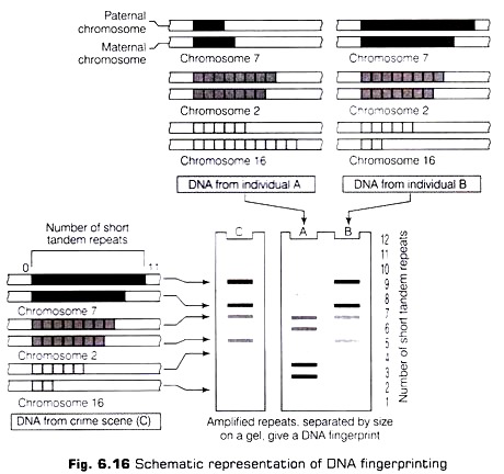 DNA Fingerprinting