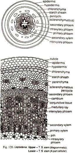 Leptadenia