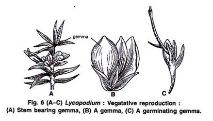 Vegetative Reproduction