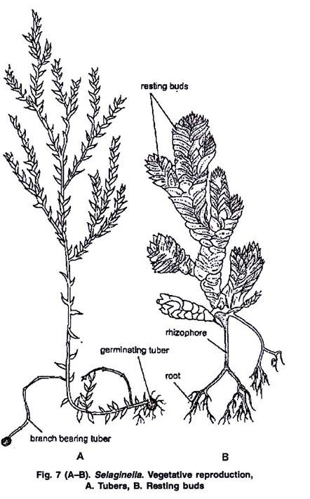 Selaginella. Vegetative Reproduction