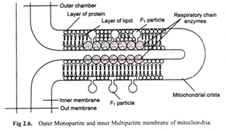 Cori's cycle