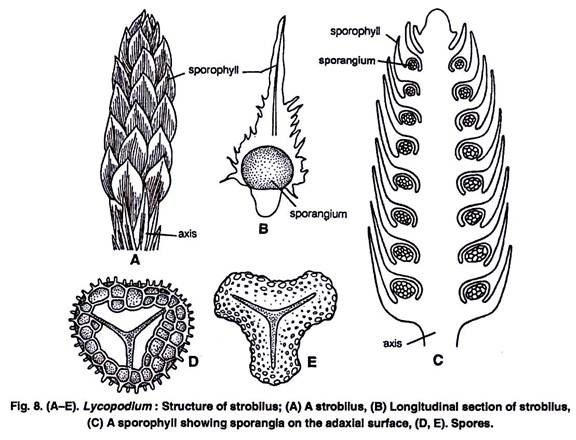 Structure of Strobllus