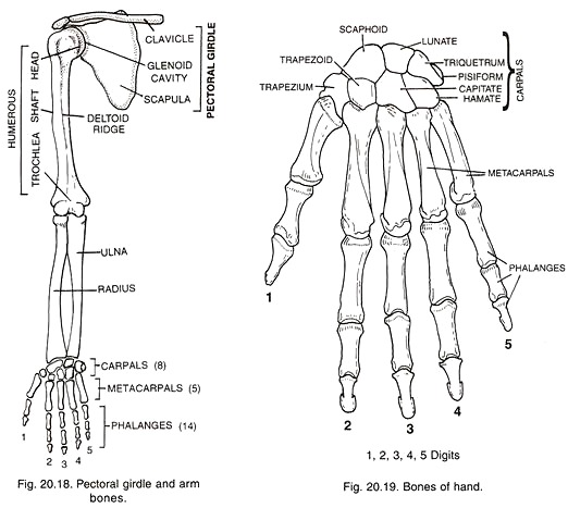 Pectoral Gridles and Arm Bones and Bones of Hand