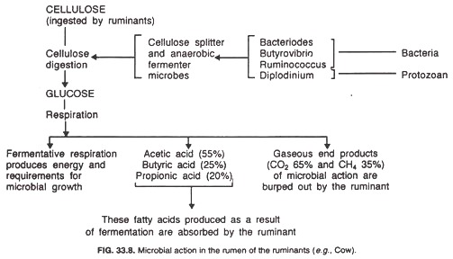 Microbial action in the rumen of the ruminants