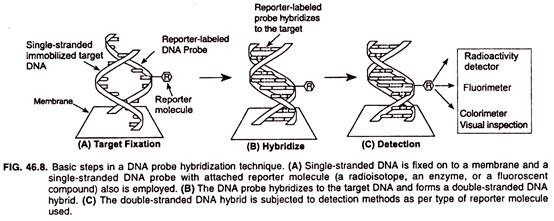 Basic steps in a DNA probe hybridization technique