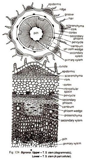 Bignonia