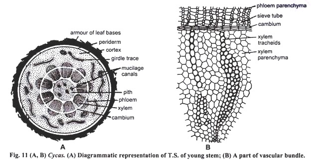 T.S. of Yound Stem and Part of Vascular Bundle