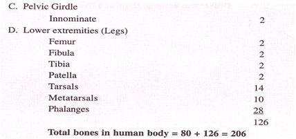 Bones in Human Body