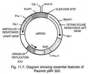 Circular Chromosome of E.Coli