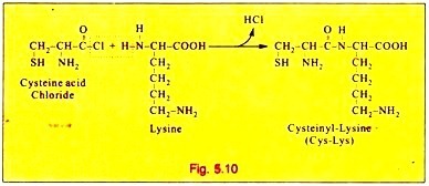 Thallus Organisation: Siphonaceous Forms