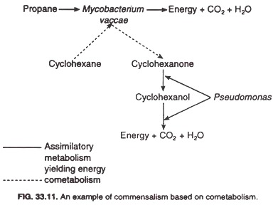 An example of commensalism based on cometabolism