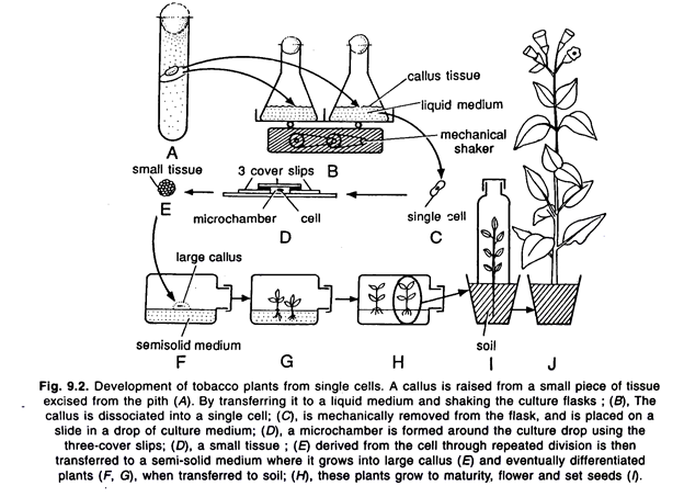 Development of tobacco plants from single cells