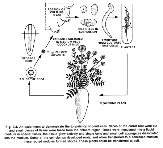 Totipotency of plant cells