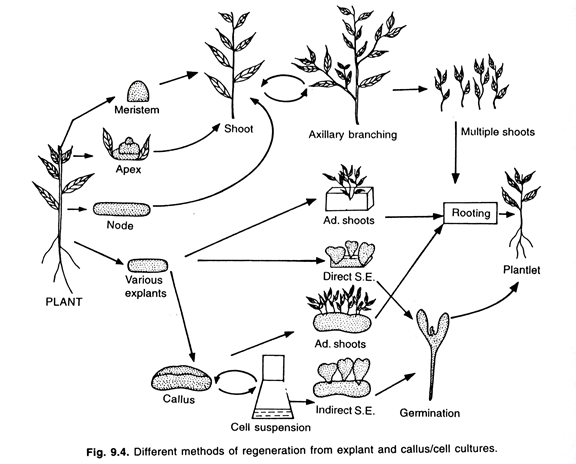 Different methods of regeneration from explant and callus/cell cultures