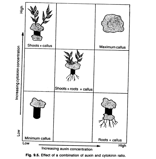 Effect of a combination of auxin and cytokinin ratio