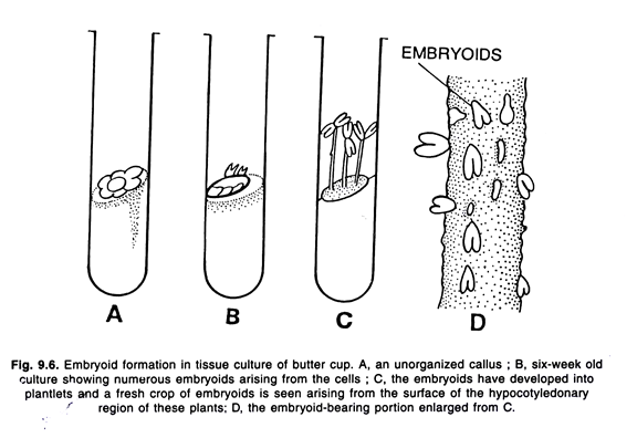 Embroyid formation in tissue culture of butter cup