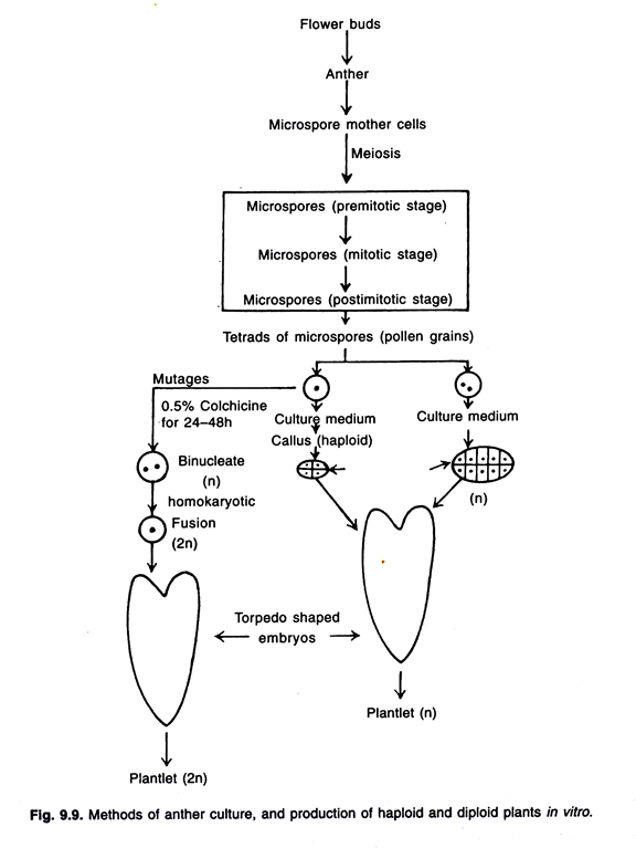 Methods of anther culture, and producation of haploid and diploid plants in vitro