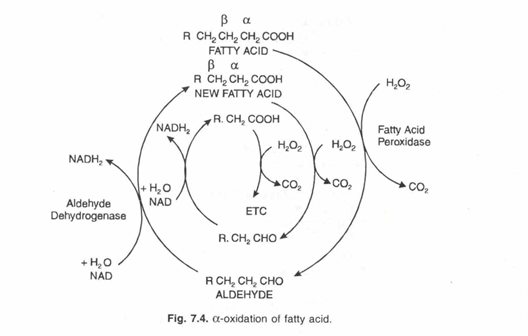 A-Oxidation of Fatty Acid