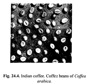 Coffee beans of coffea arabica