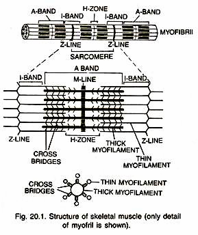 Structure of Skeletal Muscle