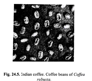 Coffee beans of coffea robusta