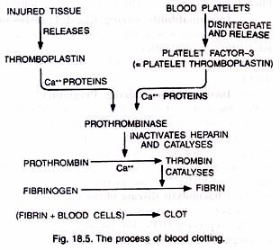 Process of Blood Clotting