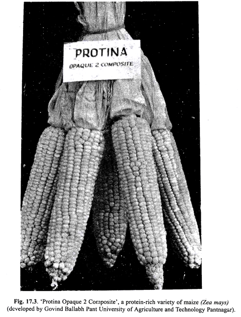 Protina Opaque 2 composite a protein-rich variety of maize