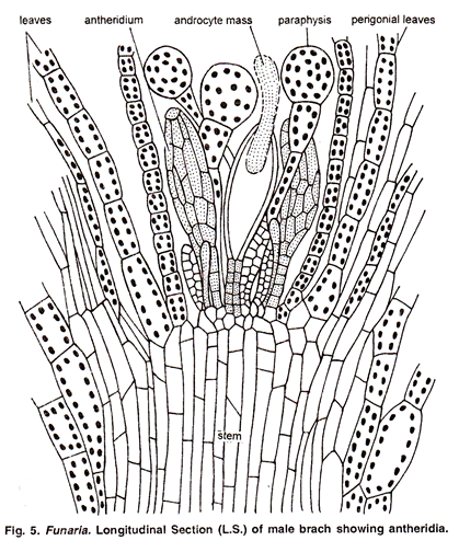 Longitudinal Section of Male Brach