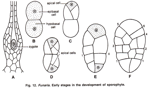 Early Stages in the Development of Sporophyte