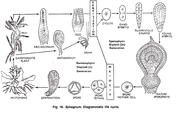 Diagrammatic Life Cycle of Sphagnum