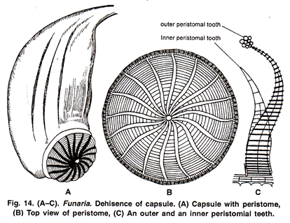 Dehiscence of Capsule