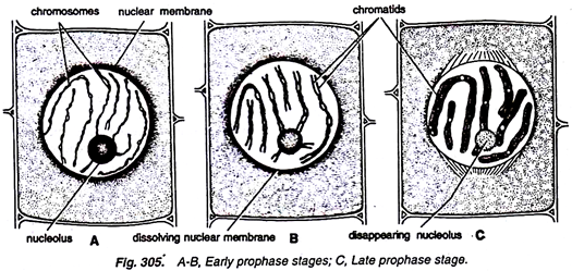 Early and Late Prophase Stage