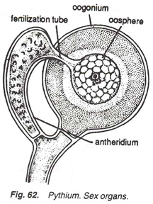 Pythium