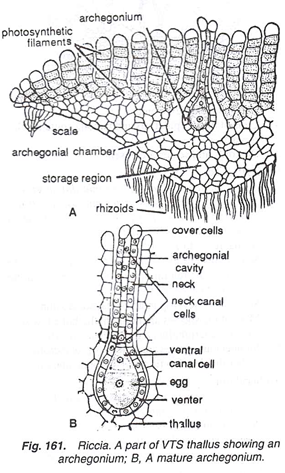 Riccia