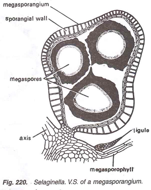 Selaginella 