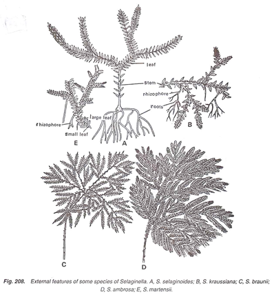 External features of some species of Selaginella