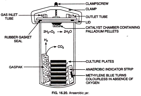 Anaerobic jar