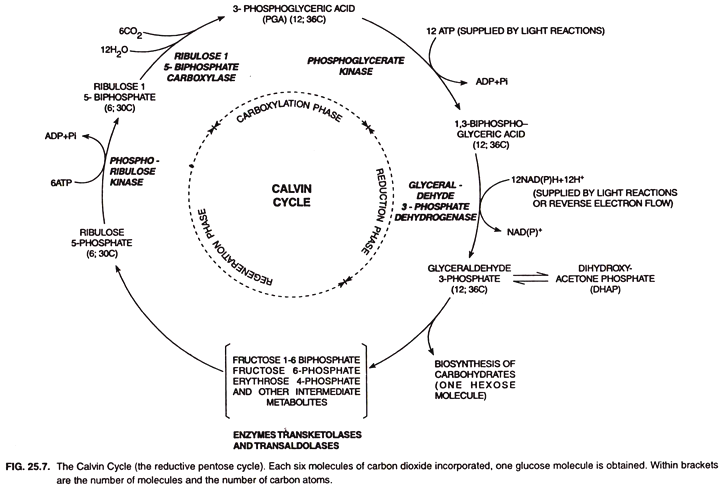 Calvin Cycle 