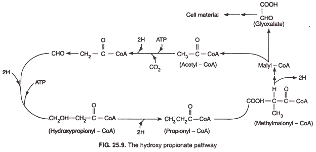 The hydroxy propionate pathway