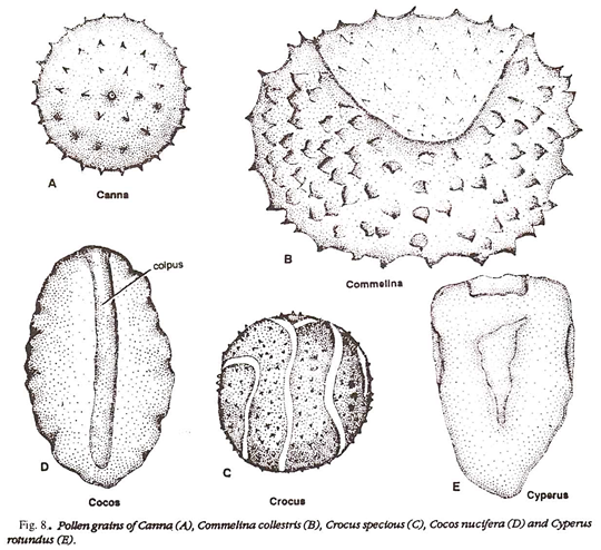 Pollen grains