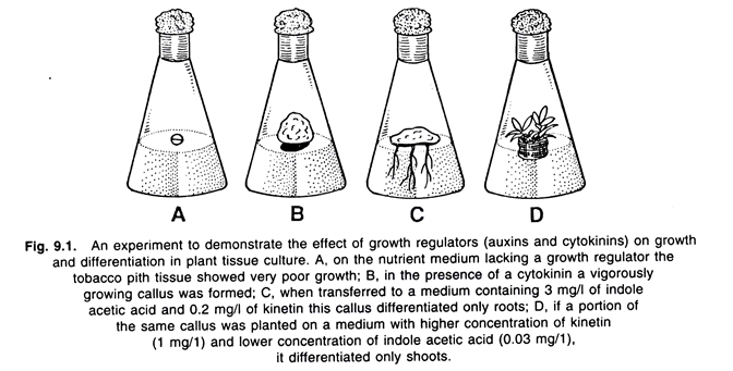 The effect of growth regulators on growth and differentiation in plant tissue culture