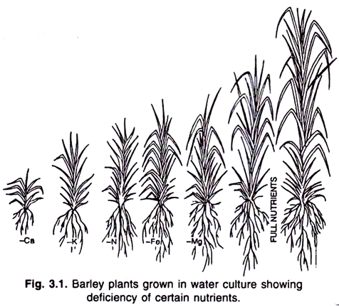 Barley plants grown in water