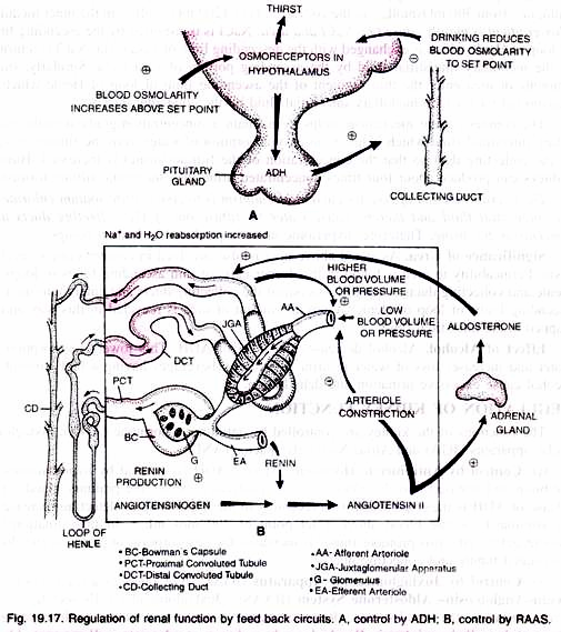 Regulation of renal function by feed back circuits