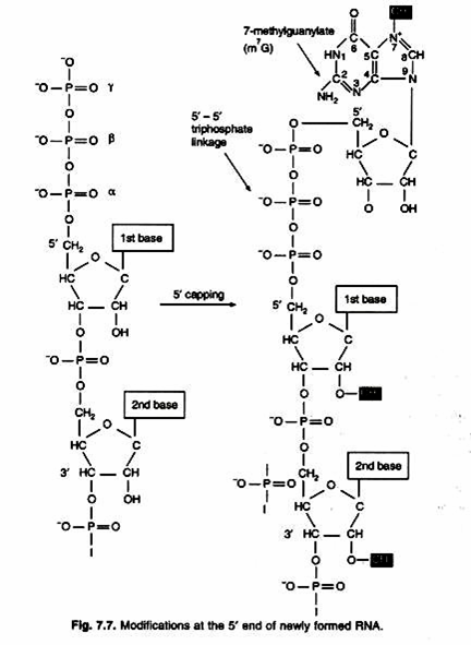 A food web